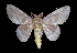  (Ptiloscola wellingi - MAL-03266)  @15 [ ] Unspecified (default): All Rights Reserved  Unspecified Unspecified