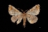  (Pero stuposaria - MAL-03436)  @14 [ ] Unspecified (default): All Rights Reserved  Unspecified Unspecified