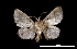  (Natada sp - MAL-01776)  @13 [ ] Unspecified (default): All Rights Reserved  Unspecified Unspecified