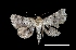  (Metalectra sp - MAL-01862)  @13 [ ] Unspecified (default): All Rights Reserved  Unspecified Unspecified