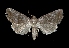  (Ogdoconta BioLep234 - MAL-01875)  @14 [ ] Unspecified (default): All Rights Reserved  Unspecified Unspecified