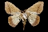  (Patalene falcularia - MAL-03008)  @14 [ ] Unspecified (default): All Rights Reserved  Unspecified Unspecified