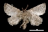  (Natada fusca - MAL-03027)  @13 [ ] Unspecified (default): All Rights Reserved  Unspecified Unspecified