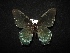  (Battus philenor - MAL-02009)  @14 [ ] Unspecified (default): All Rights Reserved  Unspecified Unspecified
