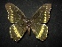  (Battus polydamas - MAL-02025)  @12 [ ] Unspecified (default): All Rights Reserved  Unspecified Unspecified