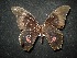  (Heraclides rogeri rogeri - MAL-02053)  @13 [ ] Unspecified (default): All Rights Reserved  Unspecified Unspecified