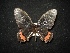  (Parides erithalion polyzelus - MAL-02080)  @13 [ ] Unspecified (default): All Rights Reserved  Unspecified Unspecified