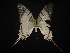  (Protesilaus - MAL-02104)  @13 [ ] Unspecified (default): All Rights Reserved  Unspecified Unspecified