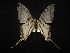  ( - MAL-02106)  @12 [ ] Unspecified (default): All Rights Reserved  Unspecified Unspecified