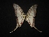  (Protographium agesilaus - MAL-02112)  @13 [ ] Unspecified (default): All Rights Reserved  Unspecified Unspecified