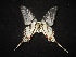  ( - MAL-02113)  @13 [ ] Unspecified (default): All Rights Reserved  Unspecified Unspecified