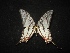  (Protographium epidaus - MAL-02118)  @13 [ ] Unspecified (default): All Rights Reserved  Unspecified Unspecified