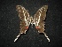  (Protographium philolaus - MAL-02133)  @13 [ ] Unspecified (default): All Rights Reserved  Unspecified Unspecified