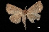  (Focillidia sp - MAL-01573)  @13 [ ] Unspecified (default): All Rights Reserved  Unspecified Unspecified