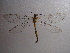  (Myrmecaelurini - NIBGE ALN-00192)  @14 [ ] CreativeCommons - Attribution Non-Commercial Share-Alike (2010) Muhammad Ashfaq National Institute for Biotechnology and Genetic Engineering Faisalabad Pakistan