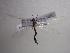  (Myrmeleon hyalinus - NIBGE ALN-00245)  @13 [ ] CreativeCommons - Attribution Non-Commercial Share-Alike (2010) Muhammad Ashfaq National Institute for Biotechnology and Genetic Engineering Faisalabad Pakistan