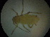  ( - NIBGE APH-00041)  @12 [ ] CreativeCommons - Attribution Non-Commercial Share-Alike (2011) Muhammad Ashfaq National Institute for Biotechnology and Genetic Engineering Faisalabad Pakistan