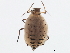  ( - NIBGE APH-00173)  @12 [ ] CreativeCommons - Attribution (2012) CBG Photography Group Centre for Biodiversity Genomics