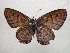  (Tarucus balkanicus - NIBGE BUT-00240)  @14 [ ] CreativeCommons - Attribution Non-Commercial Share-Alike (2011) Muhammad Ashfaq National Institute for Biotechnology and Genetic Engineering Faisalabad Pakistan