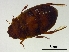  (Platambus lunulatus - HIDCSGE7-5)  @11 [ ] CreativeCommons  Attribution Non-Commercial Share-Alike (2020) B.Japoshvili Ilia State University, Institute of Zoology
