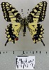  (Papilio machaon schantungensis - AC-VT054)  @11 [ ] by-nc (2020) Adam Cotton Unspecified