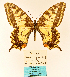  ( - MB-PAP010)  @11 [ ] by-nc (2020) Maurizio Bollino Unspecified
