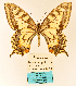  ( - MB-PAP010)  @11 [ ] by-nc (2020) Maurizio Bollino Unspecified