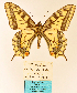 ( - MB-PAP011)  @11 [ ] by-nc (2020) Maurizio Bollino Unspecified