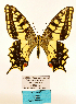  (Papilio neosaharae - MB-PAP01)  @11 [ ] by-nc (2020) Maurizio Bollino Unspecified