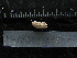  ( - MACNINVE0131)  @11 [ ] CreativeCommons - Attribution Non-Commercial No Derivatives (2015) Pablo E. Penchaszadeh Museo Argentino de Ciencias Naturales, CABA Argentina