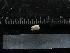  ( - MACNINVE0132)  @11 [ ] CreativeCommons - Attribution Non-Commercial No Derivatives (2015) Pablo E. Penchaszadeh Museo Argentino de Ciencias Naturales, CABA Argentina