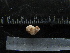  ( - MACNINVE0133)  @11 [ ] CreativeCommons - Attribution Non-Commercial No Derivatives (2015) Pablo E. Penchaszadeh Museo Argentino de Ciencias Naturales, CABA Argentina