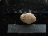  ( - MACNINVE0135)  @11 [ ] CreativeCommons - Attribution Non-Commercial No Derivatives (2015) Pablo E. Penchaszadeh Museo Argentino de Ciencias Naturales, CABA Argentina