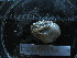  ( - MACNINVE0166)  @11 [ ] CreativeCommons - Attribution Non-Commercial No Derivatives (2015) Pablo E. Penchaszadeh Museo Argentino de Ciencias Naturales, CABA Argentina