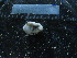  ( - MACNINVE0173)  @11 [ ] CreativeCommons - Attribution Non-Commercial No Derivatives (2015) Pablo E. Penchaszadeh Museo Argentino de Ciencias Naturales, CABA Argentina