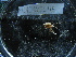  ( - MACNINVE0178)  @11 [ ] CreativeCommons - Attribution Non-Commercial No Derivatives (2015) Pablo E. Penchaszadeh Museo Argentino de Ciencias Naturales, CABA Argentina