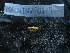  ( - MACNINVE0179)  @11 [ ] CreativeCommons - Attribution Non-Commercial No Derivatives (2015) Pablo E. Penchaszadeh Museo Argentino de Ciencias Naturales, CABA Argentina