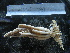  ( - MACNINVE0180)  @11 [ ] CreativeCommons - Attribution Non-Commercial No Derivatives (2015) Pablo E. Penchaszadeh Museo Argentino de Ciencias Naturales, CABA Argentina