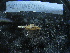  ( - MACNINVE0181)  @11 [ ] CreativeCommons - Attribution Non-Commercial No Derivatives (2015) Pablo E. Penchaszadeh Museo Argentino de Ciencias Naturales, CABA Argentina