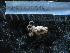  ( - MACNINVE0182)  @11 [ ] CreativeCommons - Attribution Non-Commercial No Derivatives (2015) Pablo E. Penchaszadeh Museo Argentino de Ciencias Naturales, CABA Argentina