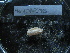  ( - MACNINVE0185)  @11 [ ] CreativeCommons - Attribution Non-Commercial No Derivatives (2015) Pablo E. Penchaszadeh Museo Argentino de Ciencias Naturales, CABA Argentina