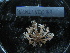  ( - MACNINVE0187)  @11 [ ] CreativeCommons - Attribution Non-Commercial No Derivatives (2015) Pablo E. Penchaszadeh Museo Argentino de Ciencias Naturales, CABA Argentina