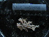  ( - MACNINVE0188)  @11 [ ] CreativeCommons - Attribution Non-Commercial No Derivatives (2015) Pablo E. Penchaszadeh Museo Argentino de Ciencias Naturales, CABA Argentina