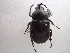  (Xylotrupes mniszechi - NIBGE COL-00310)  @14 [ ] CreativeCommons - Attribution Non-Commercial Share-Alike (2010) Muhammad Ashfaq National Institute for Biotechnology and Genetic Engineering Faisalabad Pakistan