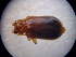  ( - NIBGE COL-00877)  @12 [ ] CreativeCommons - Attribution Non-Commercial Share-Alike (2010) Muhammad Ashfaq National Institute for Biotechnology and Genetic Engineering Faisalabad Pakistan