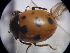  (Coccinella transverhullata - NIBGE COL-01268)  @11 [ ] CreativeCommons - Attribution Non-Commercial Share-Alike (2011) Muhammad Ashfaq National Institute for Biotechnology and Genetic Engineering Faisalabad Pakistan