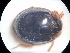  ( - NIBGE COL-01278)  @11 [ ] CreativeCommons - Attribution Non-Commercial Share-Alike (2011) Muhammad Ashfaq National Institute for Biotechnology and Genetic Engineering Faisalabad Pakistan