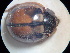  ( - NIBGE COL-01281)  @11 [ ] CreativeCommons - Attribution Non-Commercial Share-Alike (2011) Muhammad Ashfaq National Institute for Biotechnology and Genetic Engineering Faisalabad Pakistan
