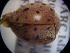  (Henosepilachna septima - NIBGE COL-01356)  @12 [ ] CreativeCommons - Attribution Non-Commercial Share-Alike (2011) Muhammad Ashfaq National Institute for Biotechnology and Genetic Engineering Faisalabad Pakistan