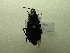  ( - NIBGE COL-01384)  @13 [ ] CreativeCommons - Attribution Non-Commercial Share-Alike (2011) Muhammad Ashfaq National Institute for Biotechnology and Genetic Engineering Faisalabad Pakistan